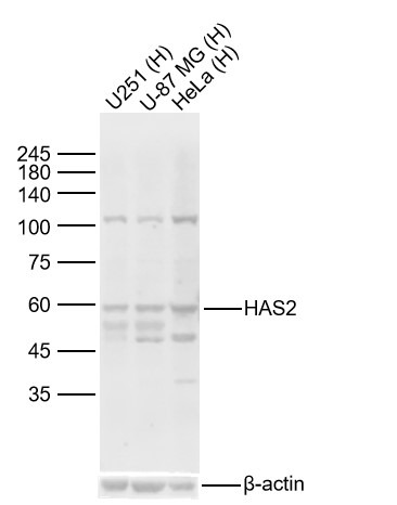Anti-HAS2 Polyclonal Antibody