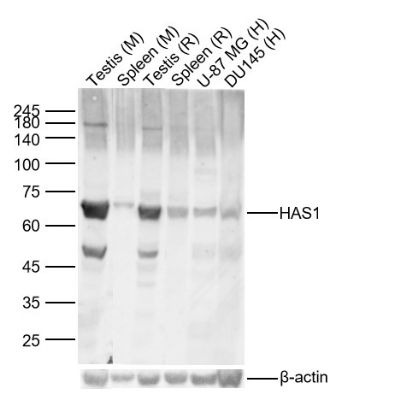 Anti-HAS1 Polyclonal Antibody