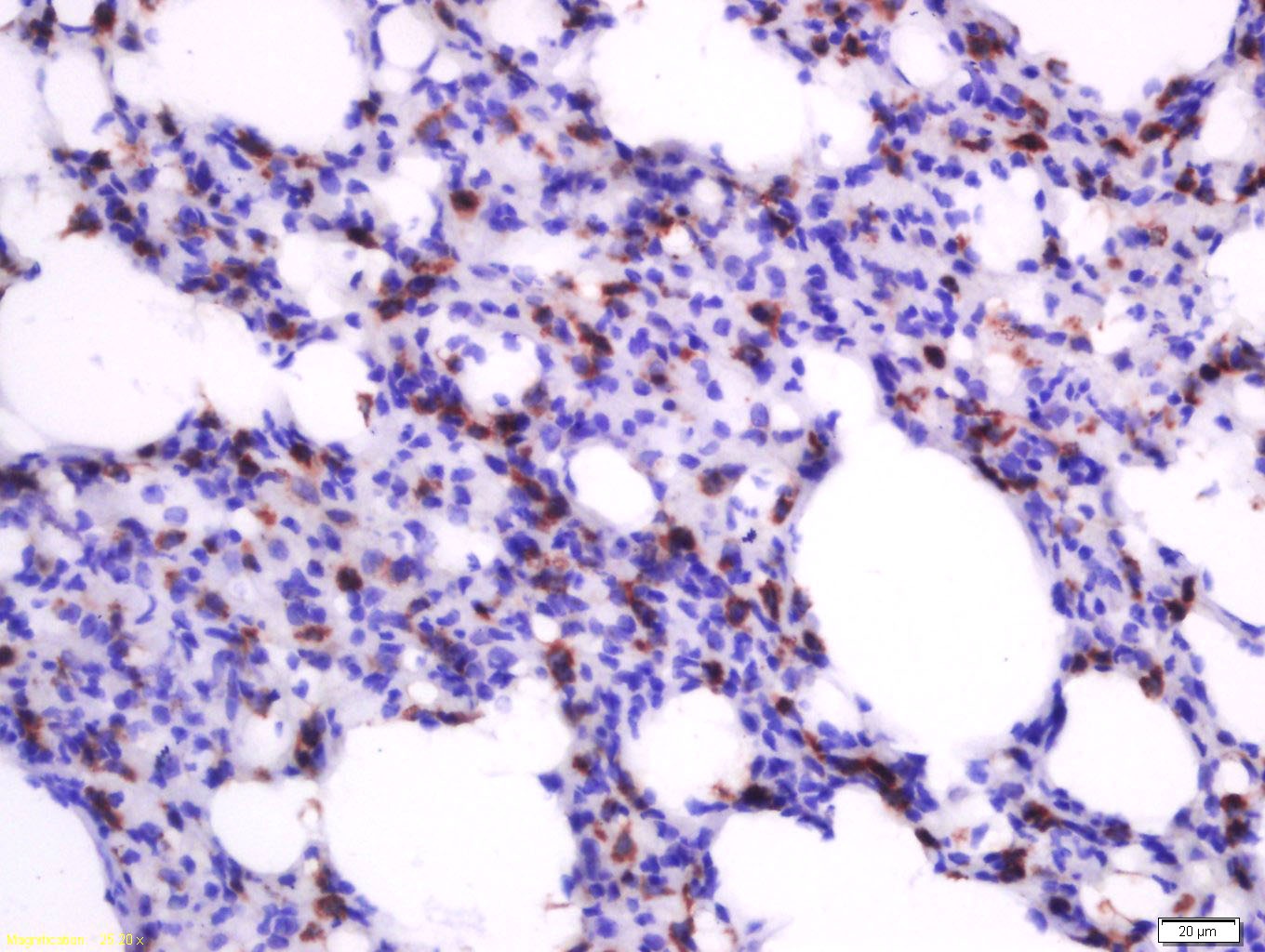 Anti-HMOX1 Polyclonal Antibody