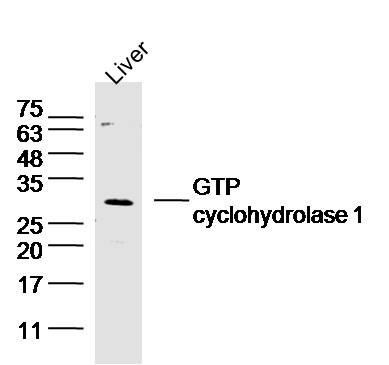 Anti-GTP cyclohydrolase 1 Polyclonal Antibody