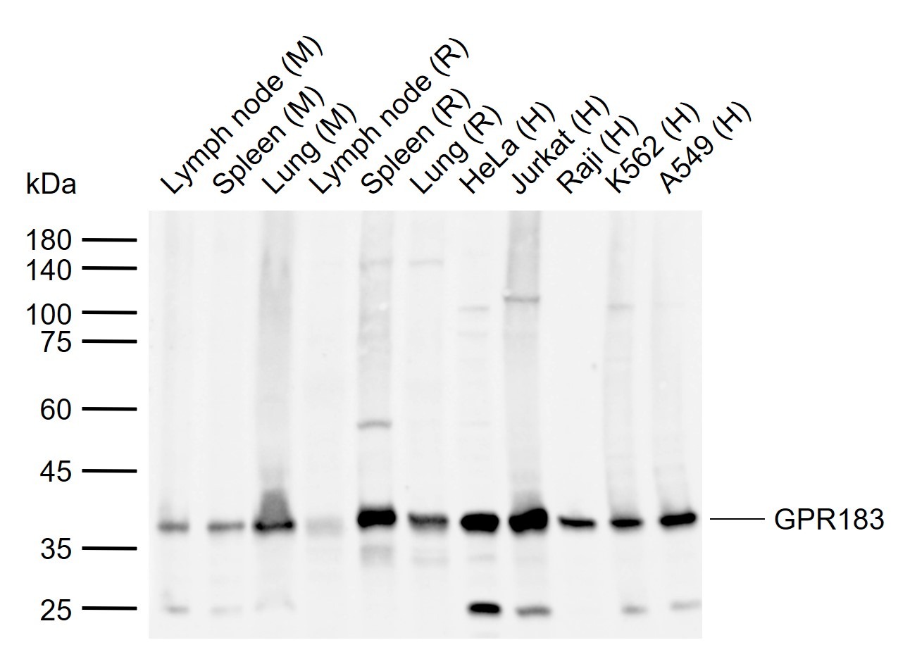 Anti-GPR183 Polyclonal Antibody