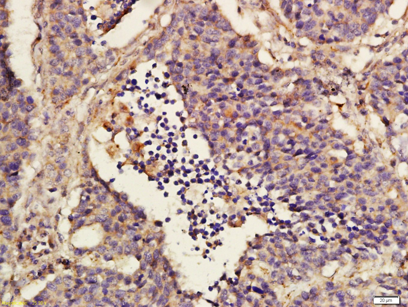 Anti-GPR40 Polyclonal Antibody