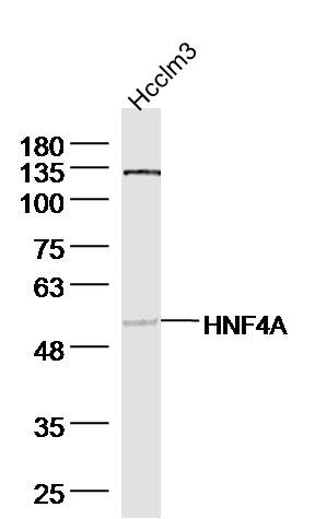Anti-HNF4A Polyclonal Antibody