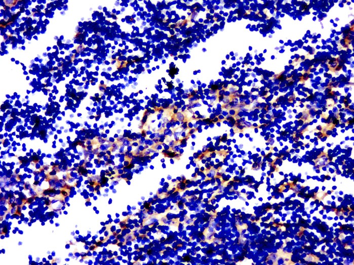 Anti-GPR84 Polyclonal Antibody 2