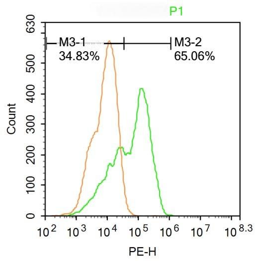 Anti-HOXA10 Polyclonal Antibody