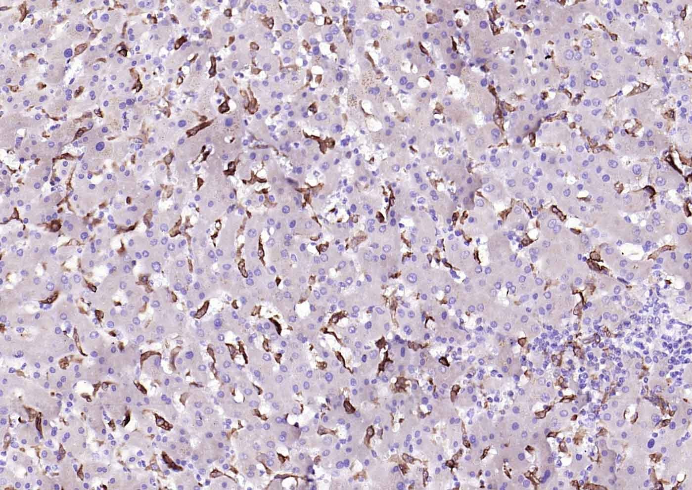 Anti-HMOX1 Antibody (9D115)