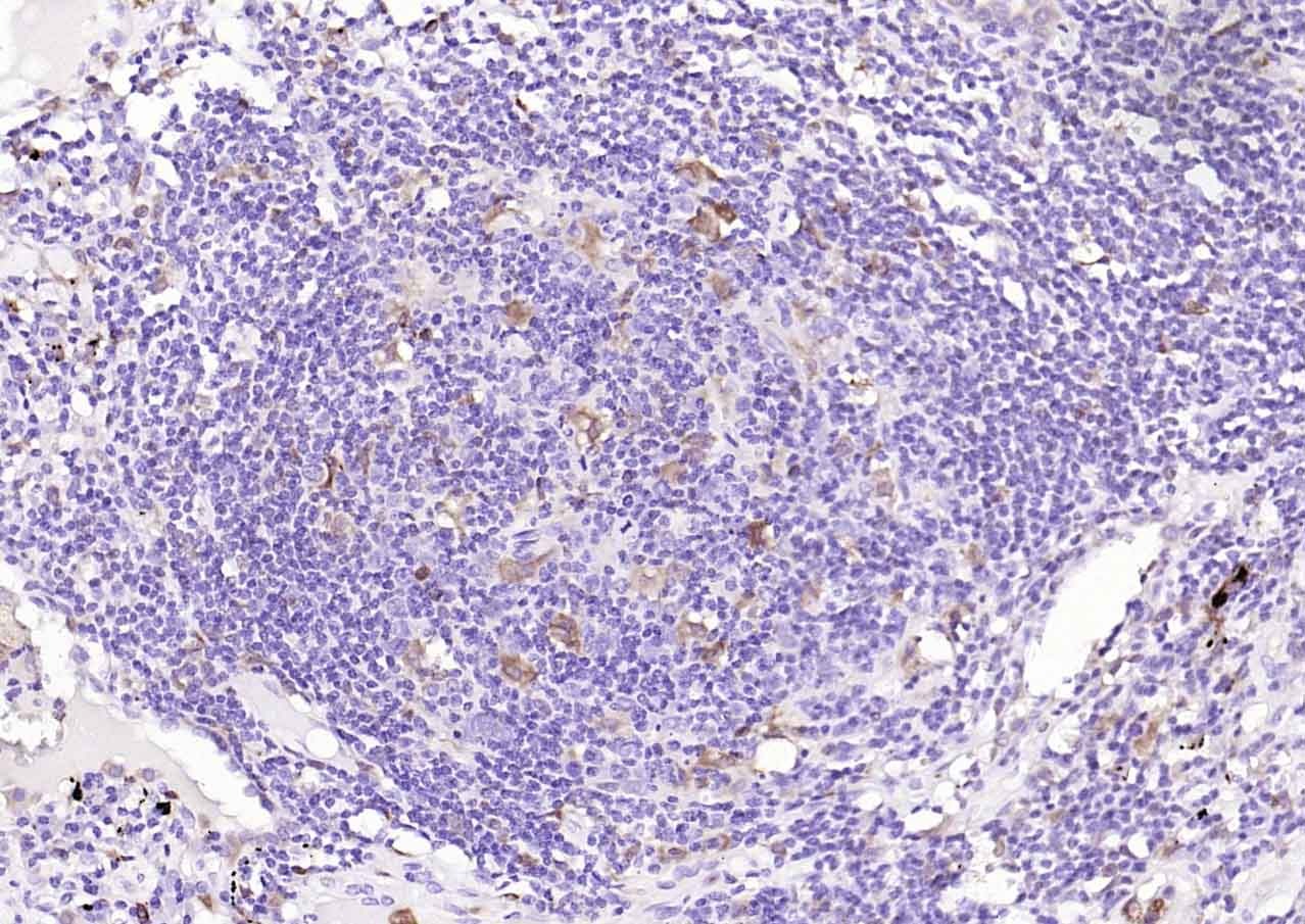 Anti-HMOX1 Antibody (9D115)