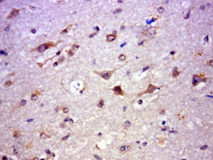 Anti-GPR84 Polyclonal Antibody 2