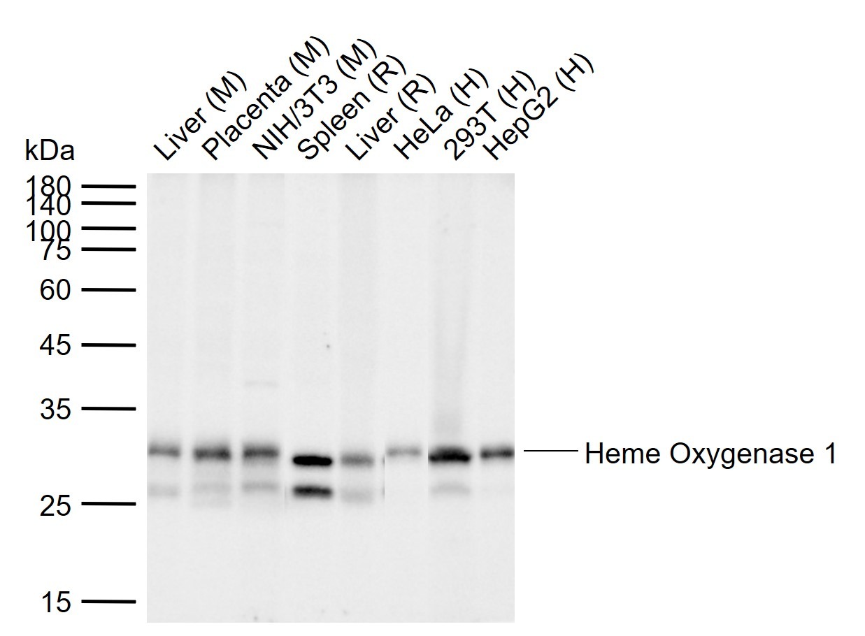 Anti-HMOX1 Antibody (9D115)