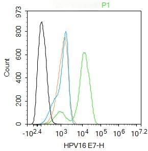 Anti-HPV16 E7 Polyclonal Antibody 2