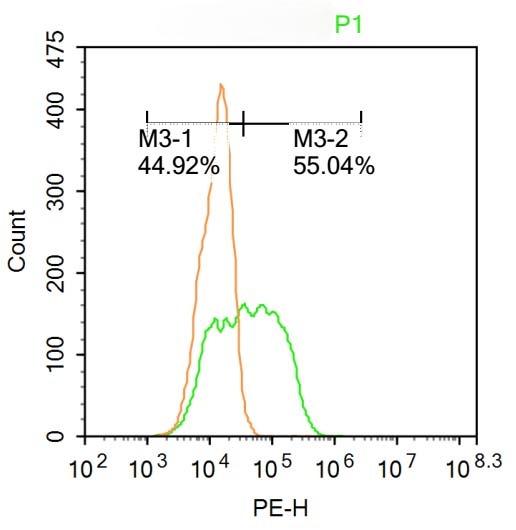 Anti-HPV16 E7 Polyclonal Antibody