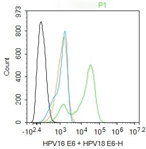Anti-HPV16 E6 / HPV18 E6 Polyclonal Antibody