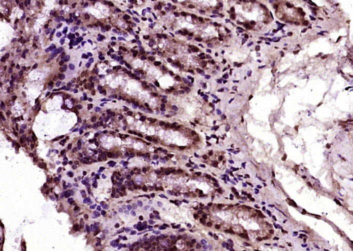 Anti-HNF4A Polyclonal Antibody