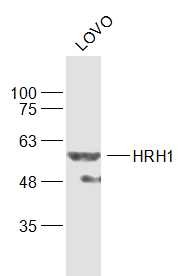 Anti-HRH1 Polyclonal Antibody