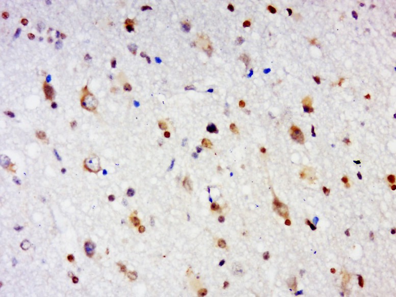 Anti-GPR84 Polyclonal Antibody 2