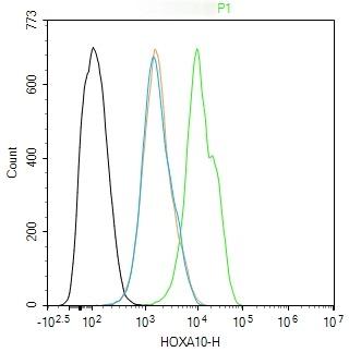 Anti-HOXA10 Polyclonal Antibody