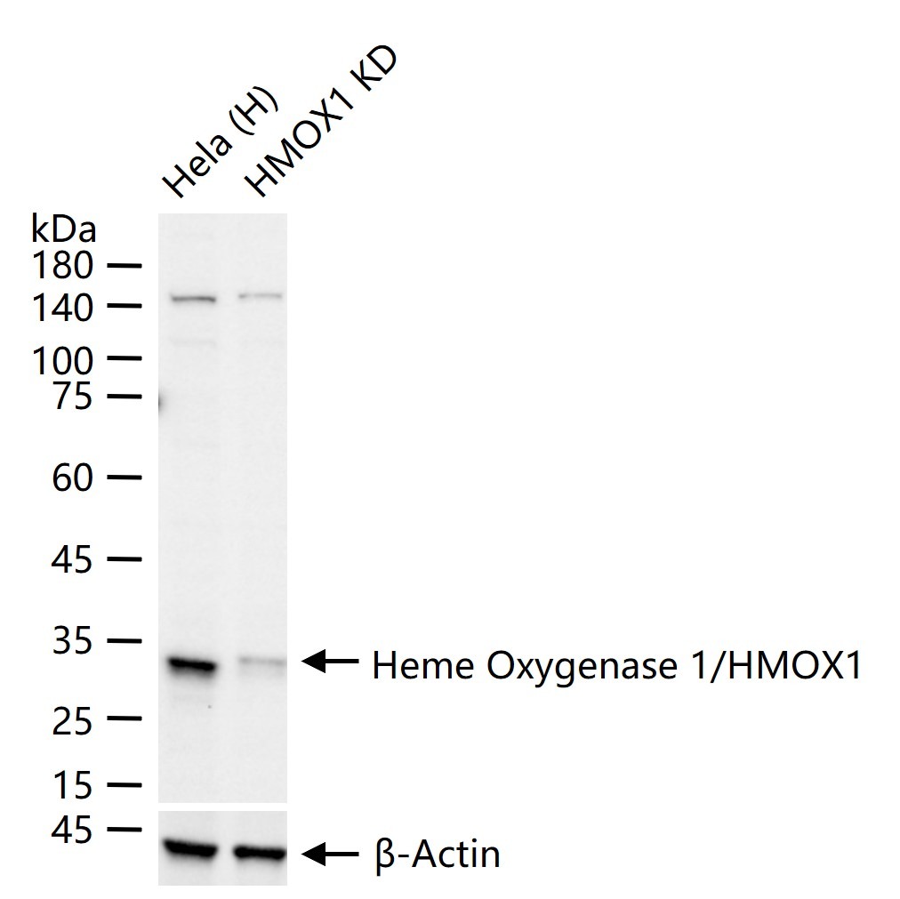 Anti-HMOX1 Antibody (9D115)