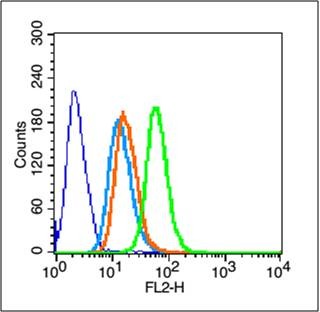 Anti-Phospho-IkB alpha/NFKBIA (Tyr305) Polyclonal Antibody