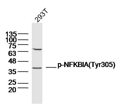 Anti-Phospho-IkB alpha/NFKBIA (Tyr305) Polyclonal Antibody
