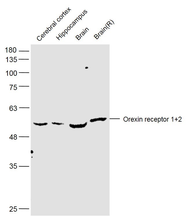 Anti-OX1R/OX2R Polyclonal Antibody