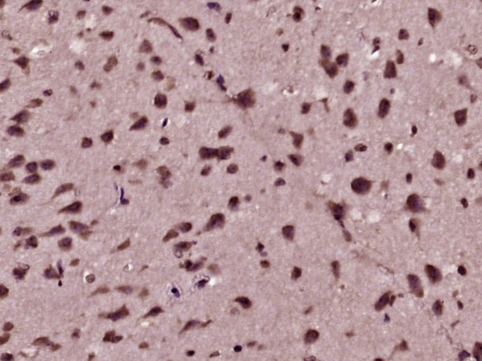 Anti-MDM2 Polyclonal Antibody