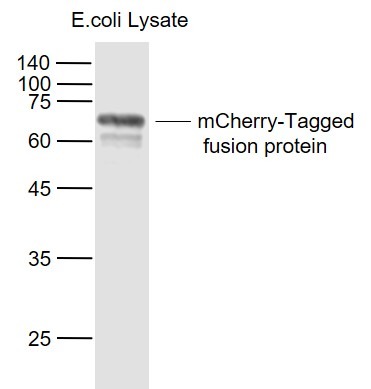 Anti-mCherry Antibody (5I534)