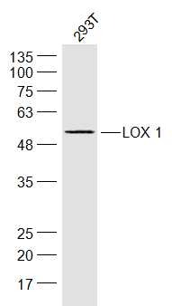 Anti-LOX-1 Polyclonal Antibody
