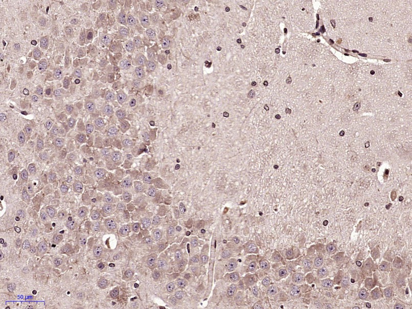 Anti-MCP-3/CCL7 Polyclonal Antibody