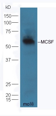 Anti-M-CSF/CSF1 Polyclonal Antibody