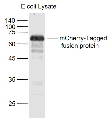 Anti-mCherry Polyclonal Antibody