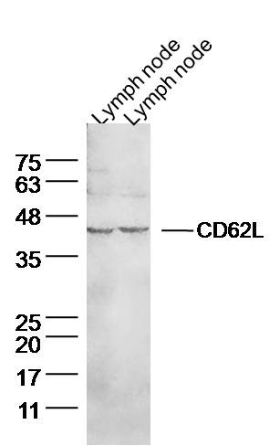 Anti-L-selectin Polyclonal Antibody