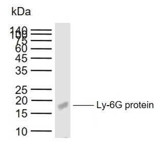 Anti-LY6G Polyclonal Antibody