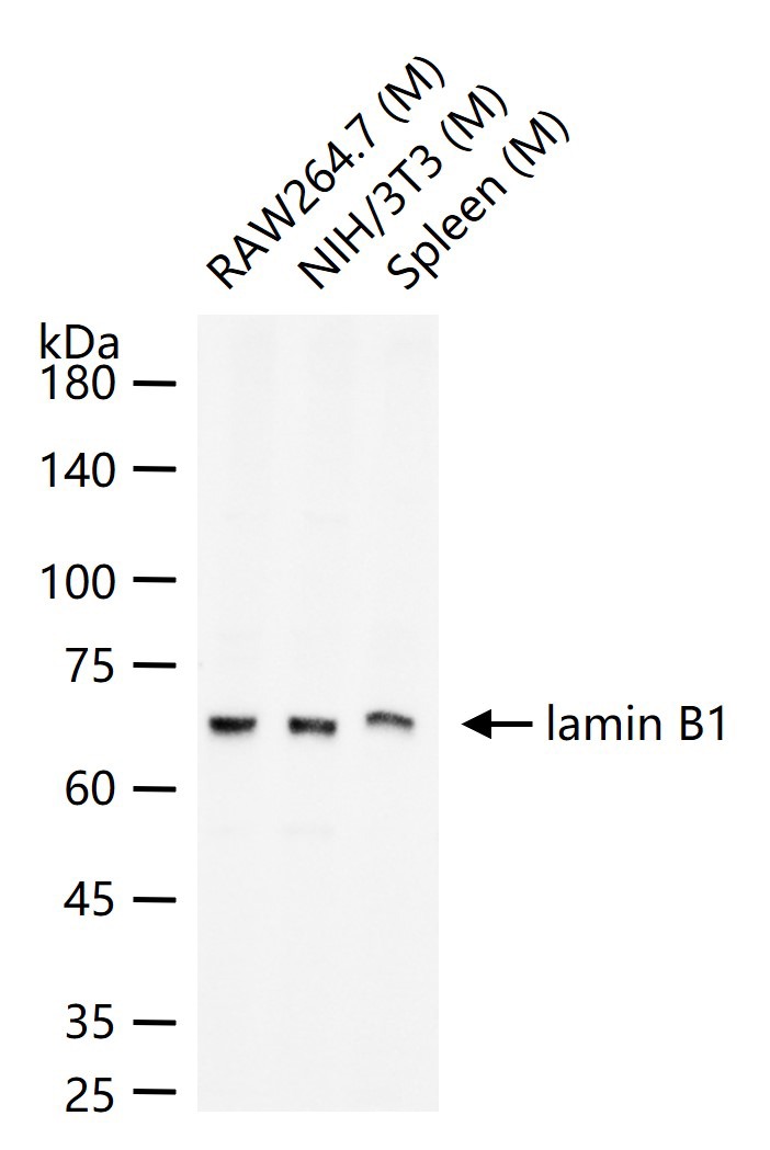 Anti-LMNB1 Polyclonal Antibody