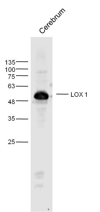 Anti-LOX-1 Polyclonal Antibody