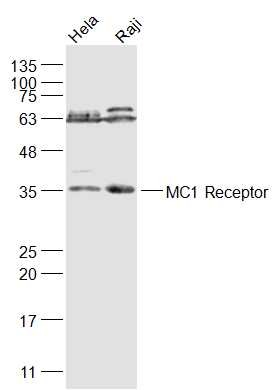 Anti-MC1R Polyclonal Antibody
