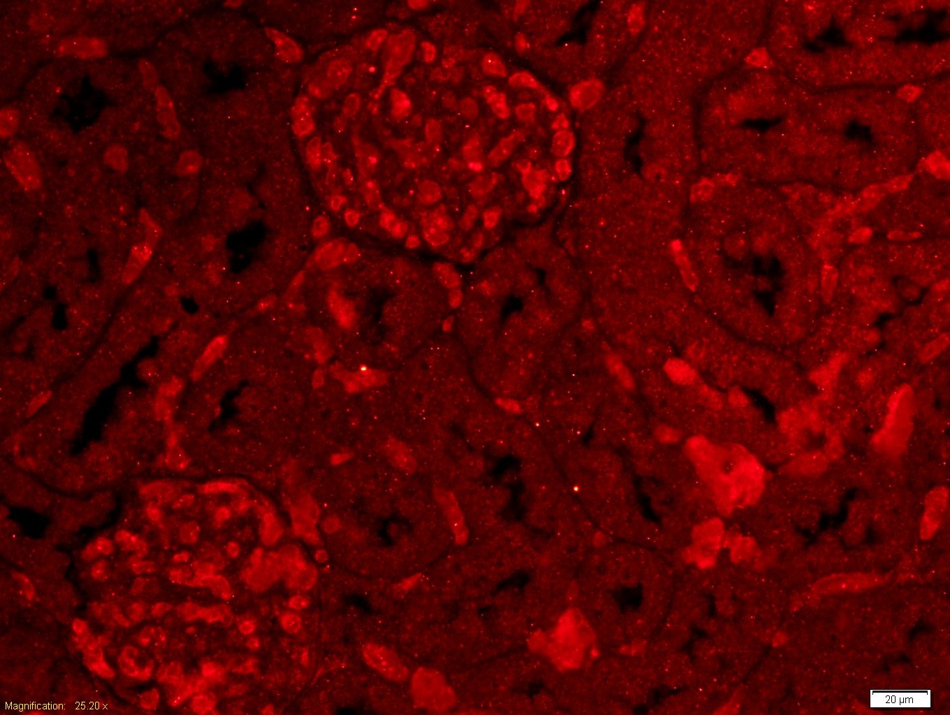 Anti-LY6A Polyclonal Antibody