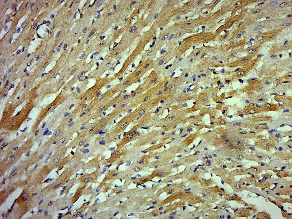 Anti-LATS2 Polyclonal Antibody
