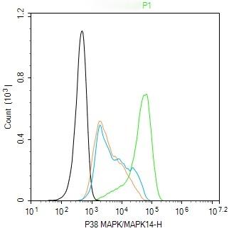 Anti-MAPK14 Polyclonal Antibody
