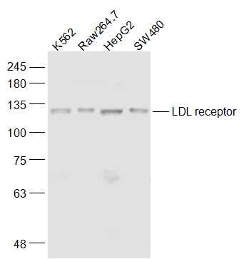 Anti-LDLR Polyclonal Antibody