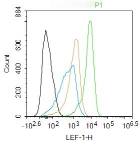 Anti-LEF1 Polyclonal Antibody