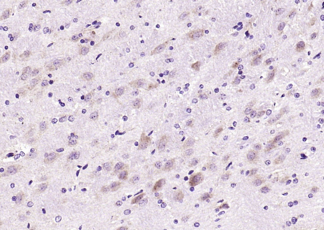 Anti-Leptin Polyclonal Antibody