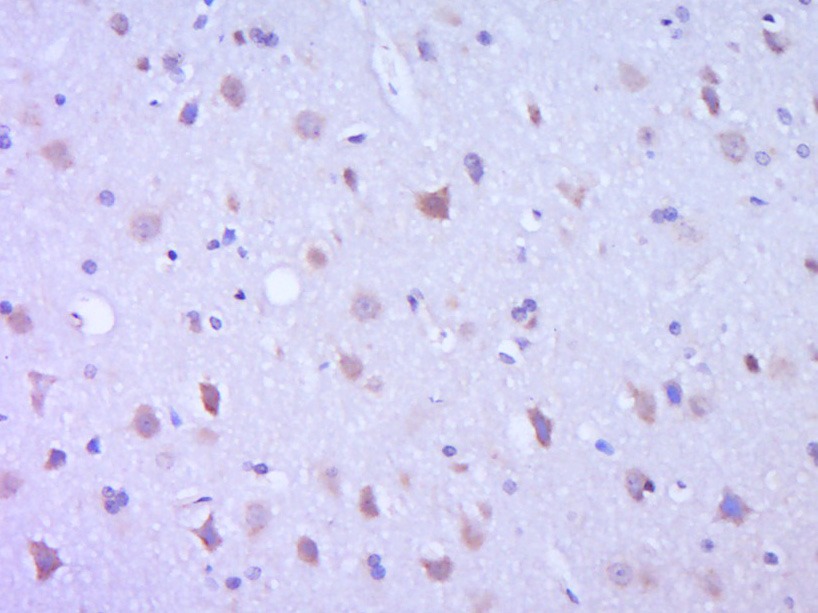 Anti-Leptin Polyclonal Antibody