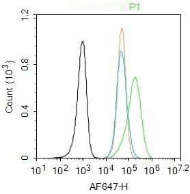Anti-MAP2 Polyclonal Antibody