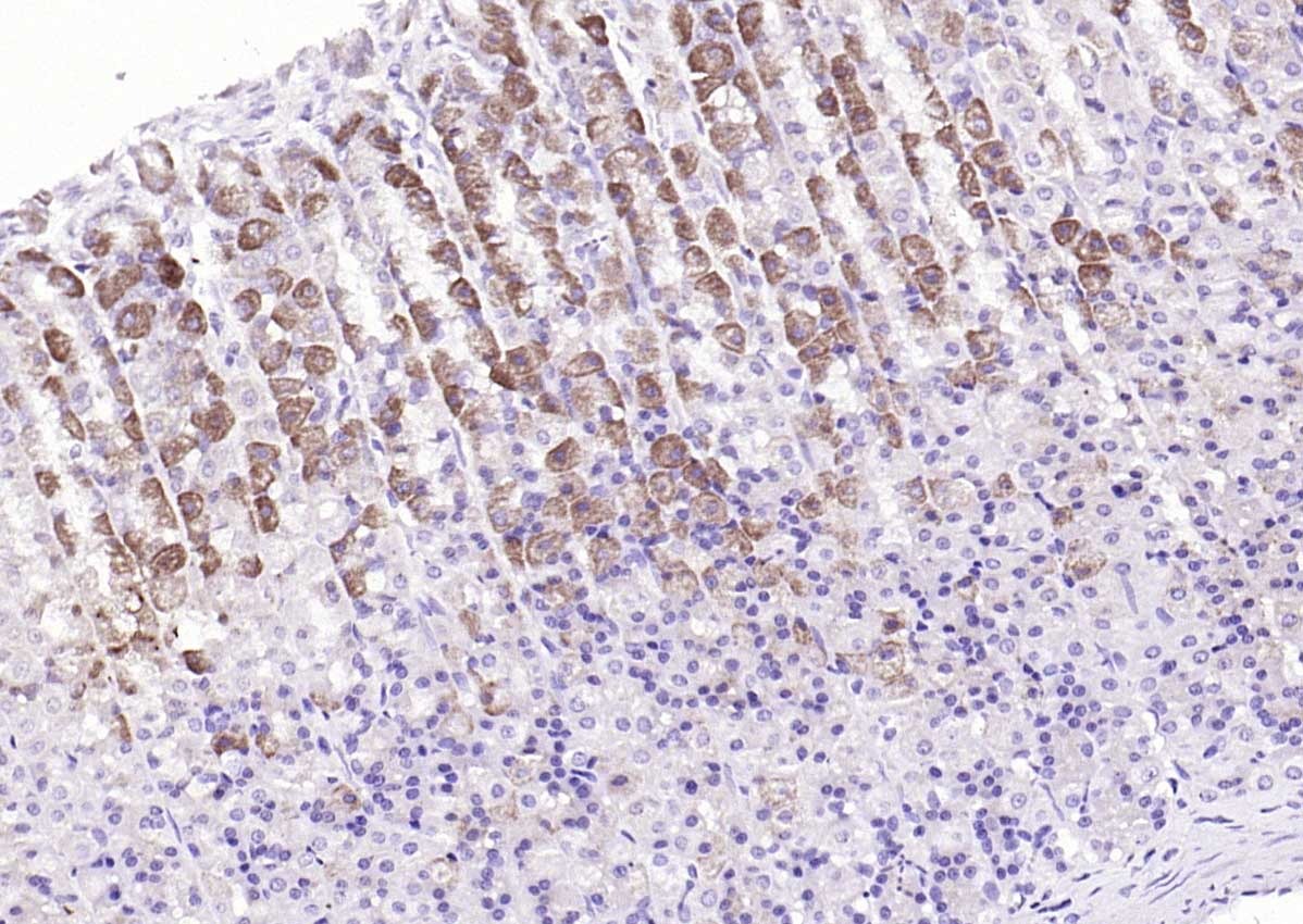 Anti-Leptin Polyclonal Antibody