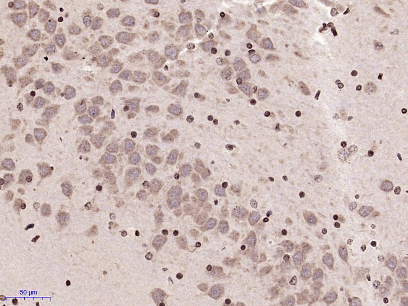 Anti-MARCH7 Polyclonal Antibody