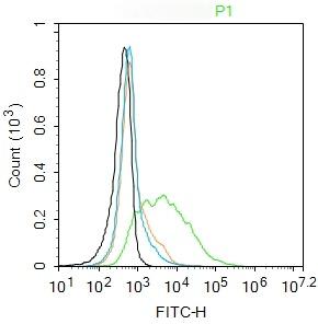 Anti-Leptin Receptor Polyclonal Antibody 2