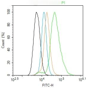 Anti-LDLR Polyclonal Antibody