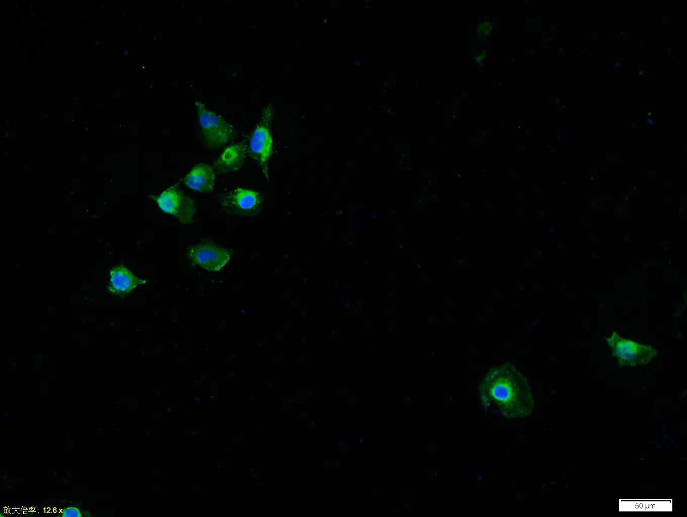 Anti-MAPK14 Polyclonal Antibody