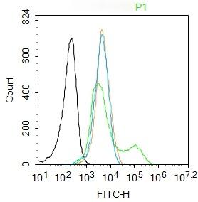 Anti-MAPK14 Polyclonal Antibody