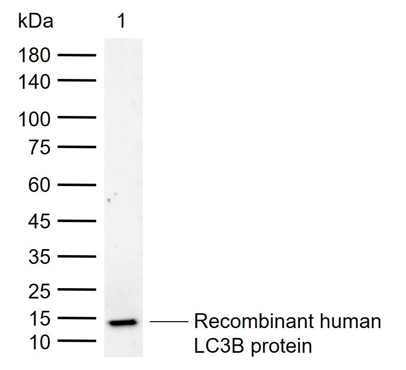 Anti-LC3B Polyclonal Antibody